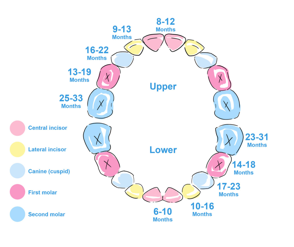 Teething Diagram Baby teeth