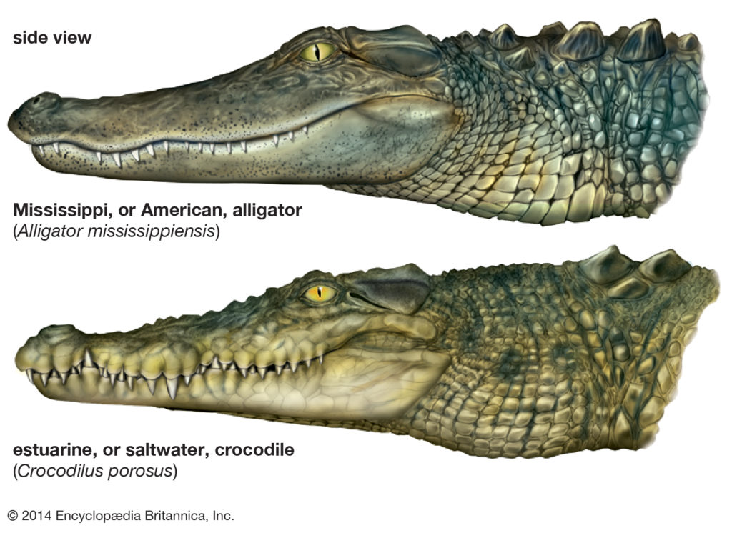 alligator teeth graphic
